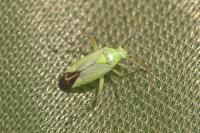 Closterotomus norwegicus