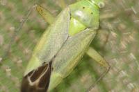 Closterotomus norwegicus