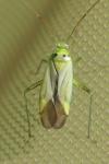 Adelphocoris quadripunctatus