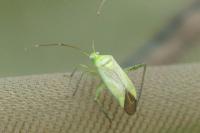 Adelphocoris quadripunctatus