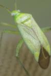 Adelphocoris quadripunctatus
