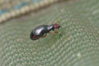 Orthonotus rufifrons