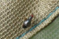Orthonotus rufifrons