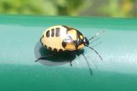Tritomegas bicolor