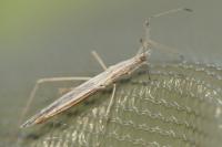 Berytinus hirticornis hirticornis