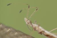 Berytinus hirticornis hirticornis