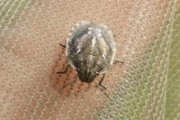 Eurygaster testudinaria