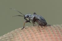 Orthocephalus saltator