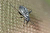 Orthocephalus saltator