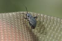 Orthocephalus saltator