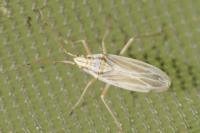 Acetropis gimmerthalii