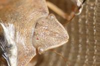 Eurygaster austriaca