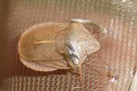 Eurygaster austriaca