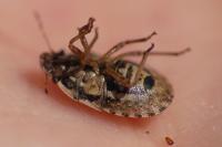 Sciocoris cursitans