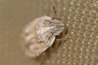 Sciocoris cursitans