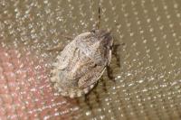 Sciocoris cursitans