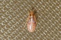 Chilacis typhae