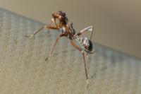 Myrmecoris gracilis