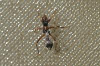 Myrmecoris gracilis