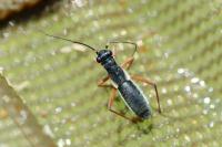 Pithanus maerkelii
