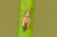 Cymus glandicolor