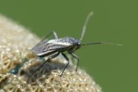 Orthocephalus coriaceus