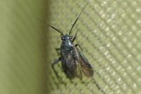 Orthocephalus coriaceus