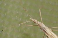 Berytinus hirticornis hirticornis