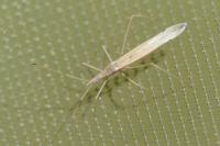 Berytinus hirticornis hirticornis