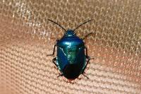 Zicrona caerulea