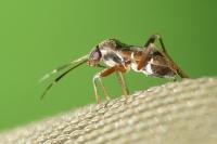 Pilophorus clavatus