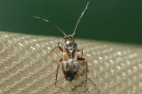 Pilophorus clavatus