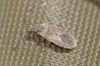 Bathysolen nubilus