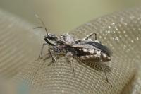 Coranus kerzhneri