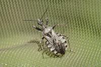 Coranus kerzhneri