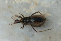 Coranus kerzhneri