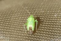 Apolygus spinolae