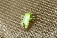Apolygus spinolae