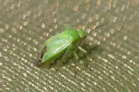 Apolygus spinolae