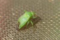 Apolygus spinolae