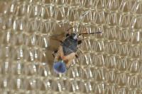 Tropistethus holosericus