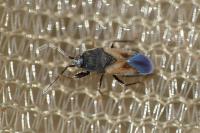 Tropistethus holosericus