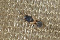 Tropistethus holosericus