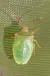 Acanthosoma haemorrhoidale