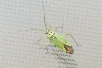 Mermitelocerus schmidtii