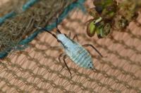 Cyllecoris histrionius