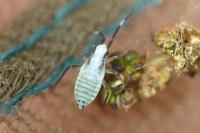 Cyllecoris histrionius