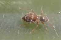 Pilophorus confusus