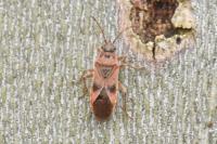 Arocatus longiceps