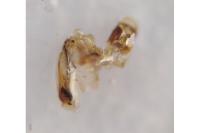 Ochetostethus nanus